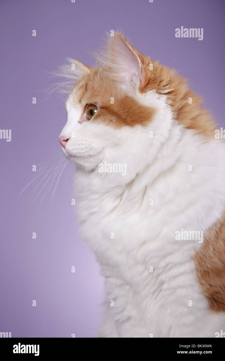 Sibirische Katze / Sibirische Katze Stockfoto