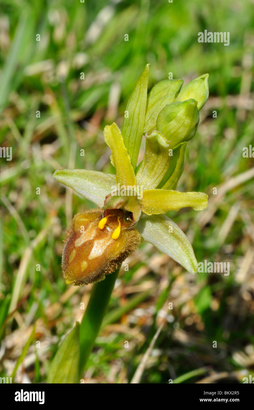 Frühen Spider Orchid, Ophrys Sphegodes, Nahaufnahme, Purbeck Dorset UK Stockfoto