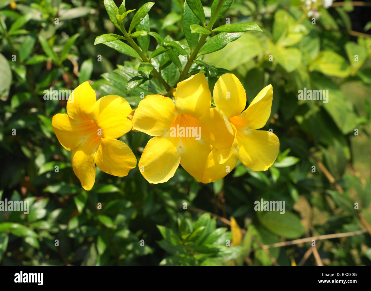 Gemeinsamen gelben Blüten von Indien, Goldene Trompete Stockfoto