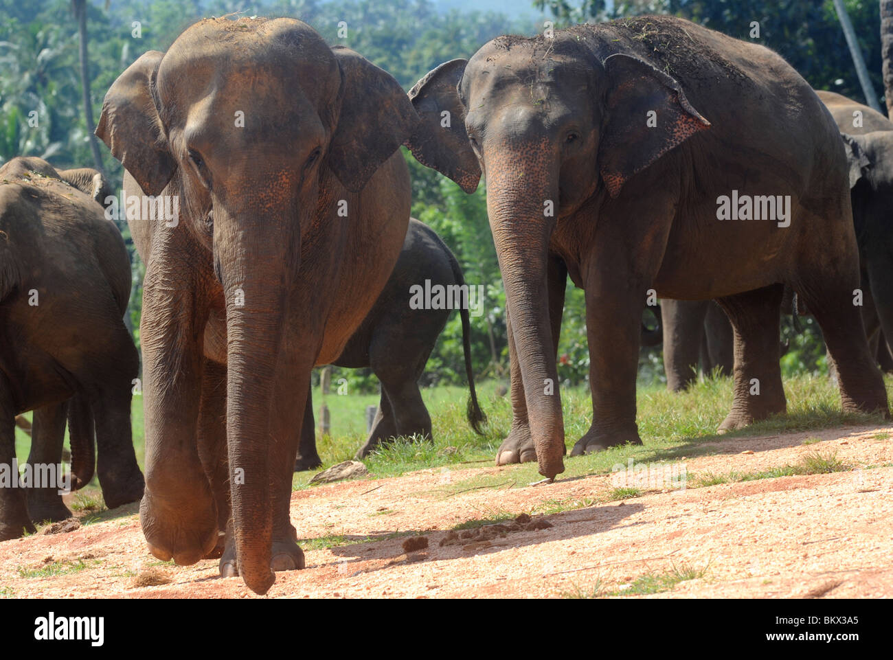 Pinnawala Elefantenwaisenhaus Sri Lanka Stockfoto