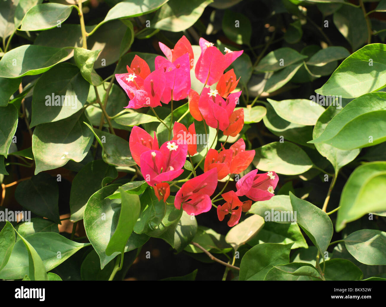 Bougainvilleen ein gemeinsames Magenta oder lila blühender Strauch von Indien. Stockfoto