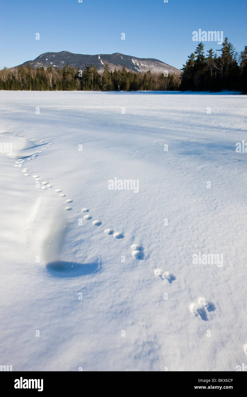 Tierspuren auf einem zugefrorenen Teich in der Nähe von Little Lyford Teich Lagern in der Nähe von Greenville, Maine, Winter.  Baker-Berg ist in der Ferne. Stockfoto