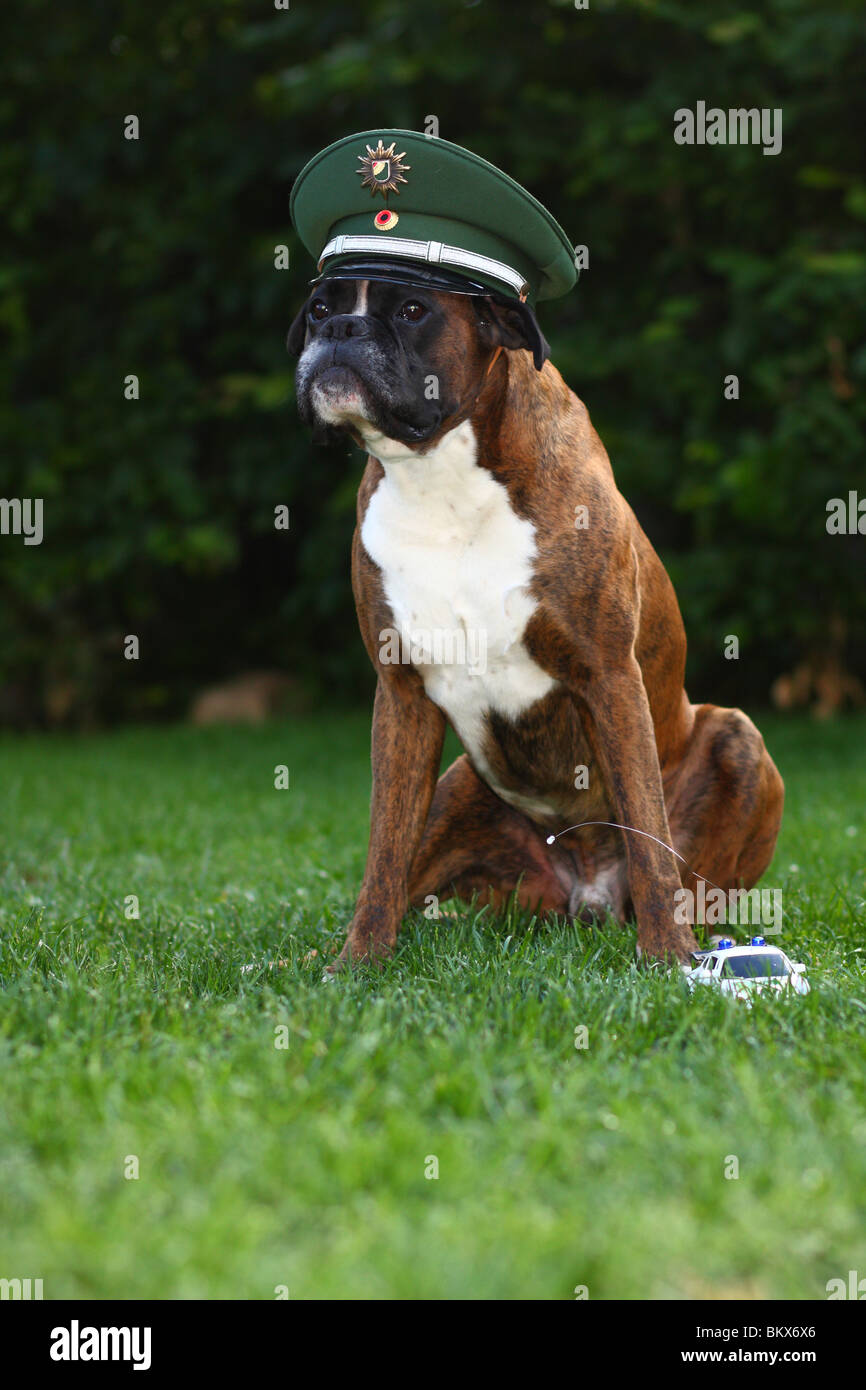 COP-Hund Stockfoto