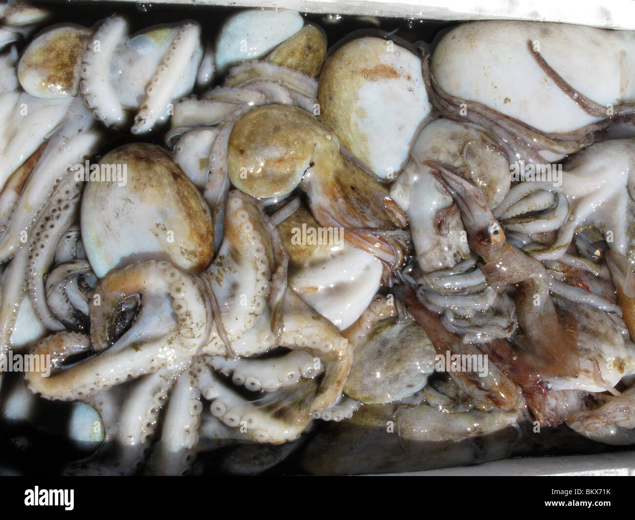 Kisten voll mit Seefisch in Port Dock Hafen Italien Stockfoto