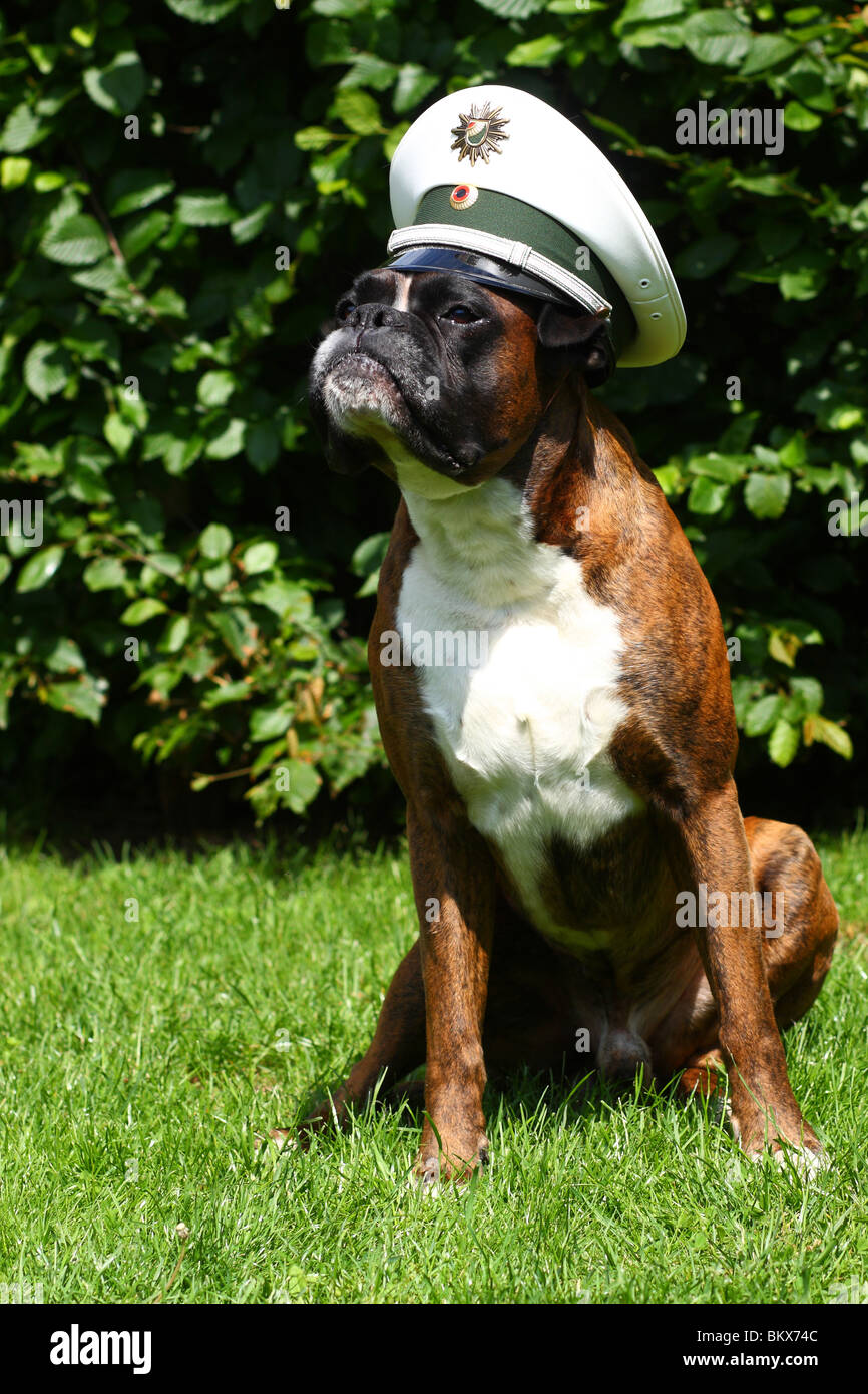 COP-Hund Stockfoto