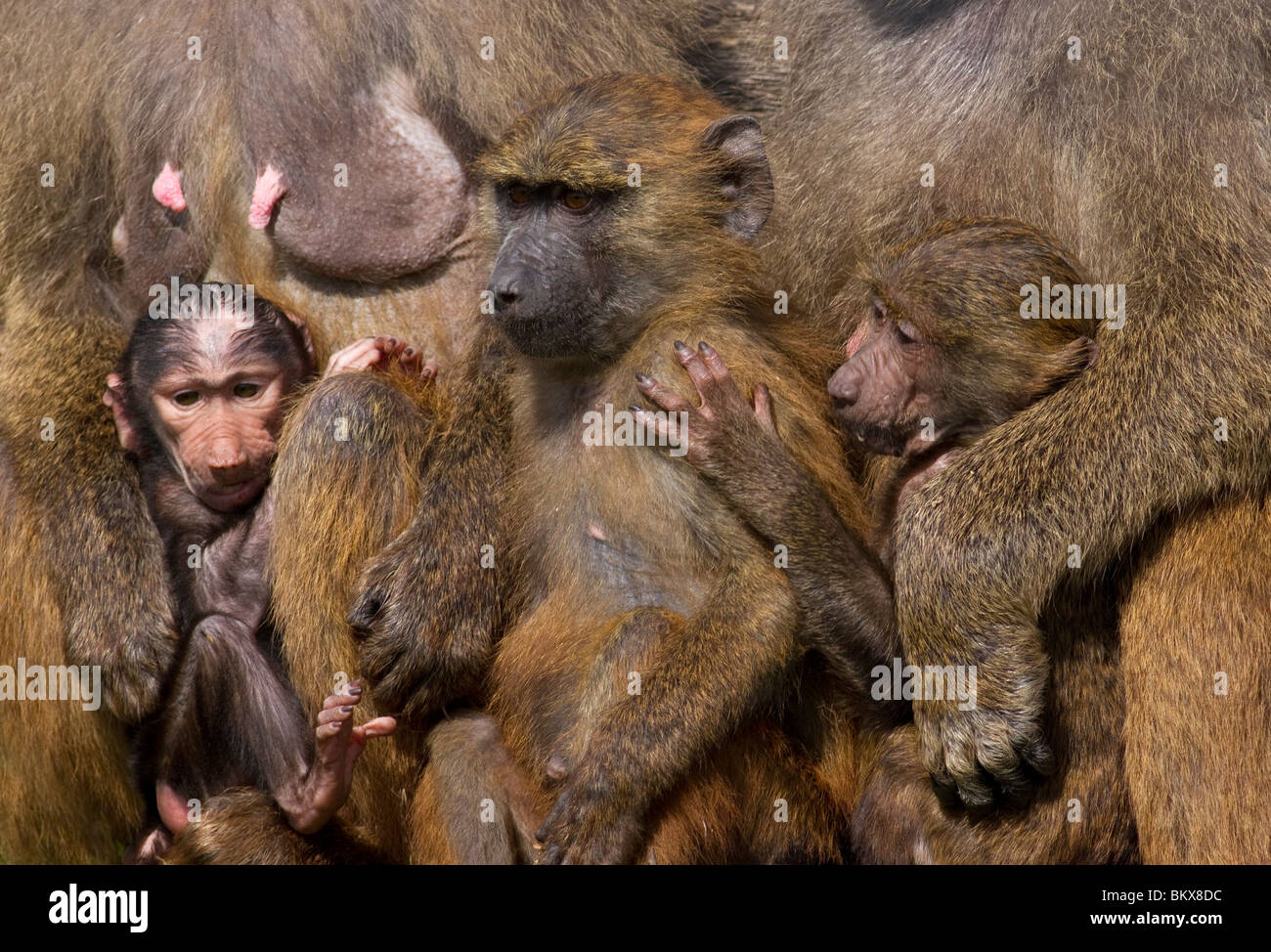 Familie von Olive Paviane Papio anubis Stockfoto