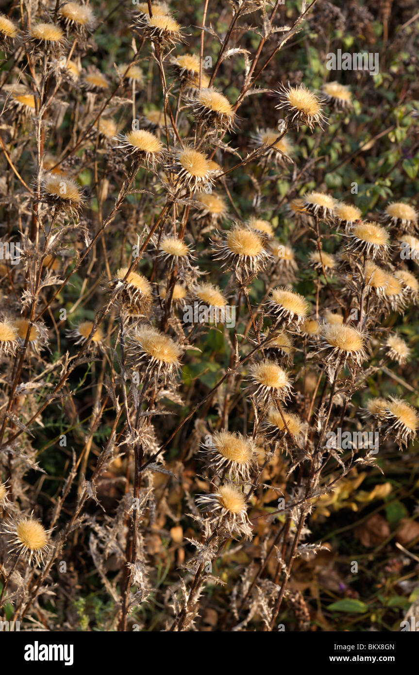 Gemeinsame Silberdistel (carlina vulgaris) Stockfoto