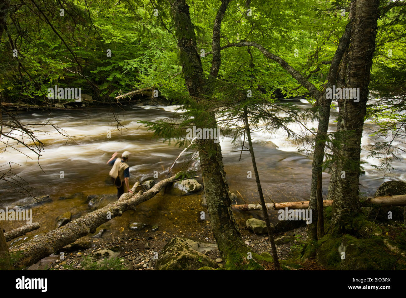 Fliegenfischen am Connecticut River im See Francis State Park in Pittsburg, New Hampshire. Stockfoto