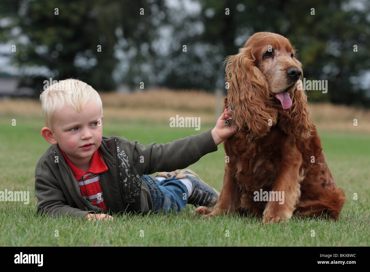 junge und Cocker Spaniel Stockfoto