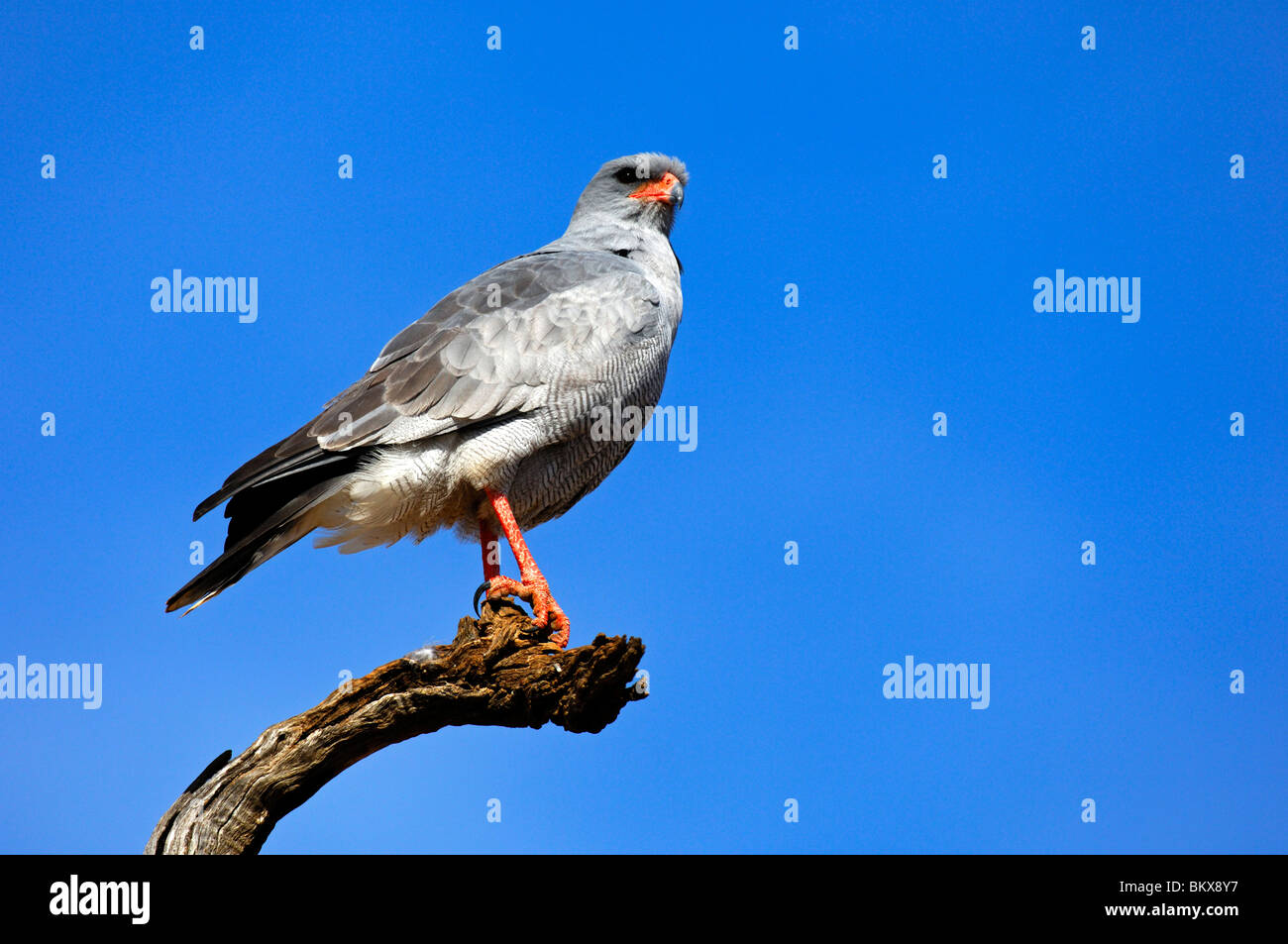 Southern Pale Chanting Goshawk (Melierax canorus), Südafrika Stockfoto