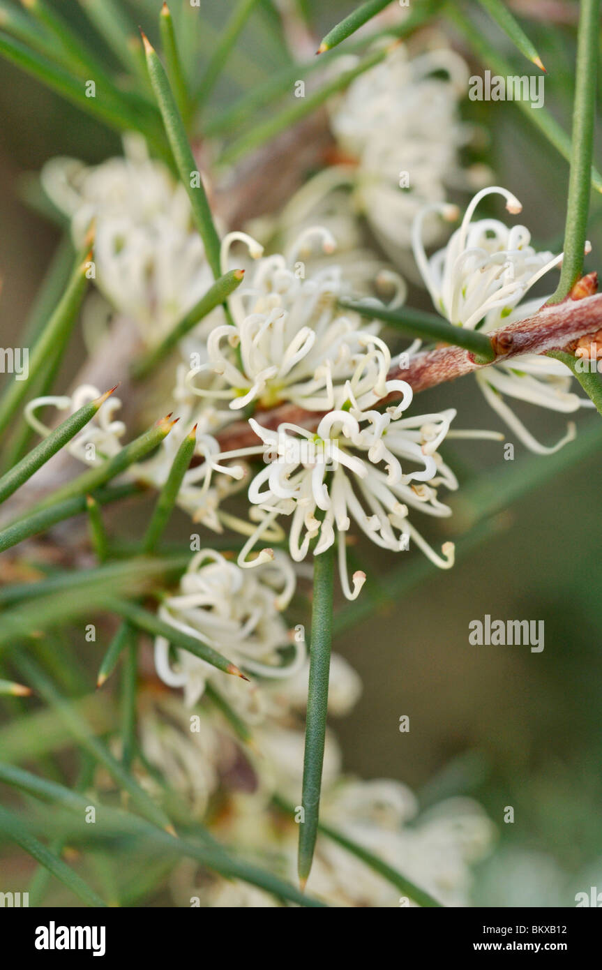 Seidig hakea (hakea sericea) Stockfoto