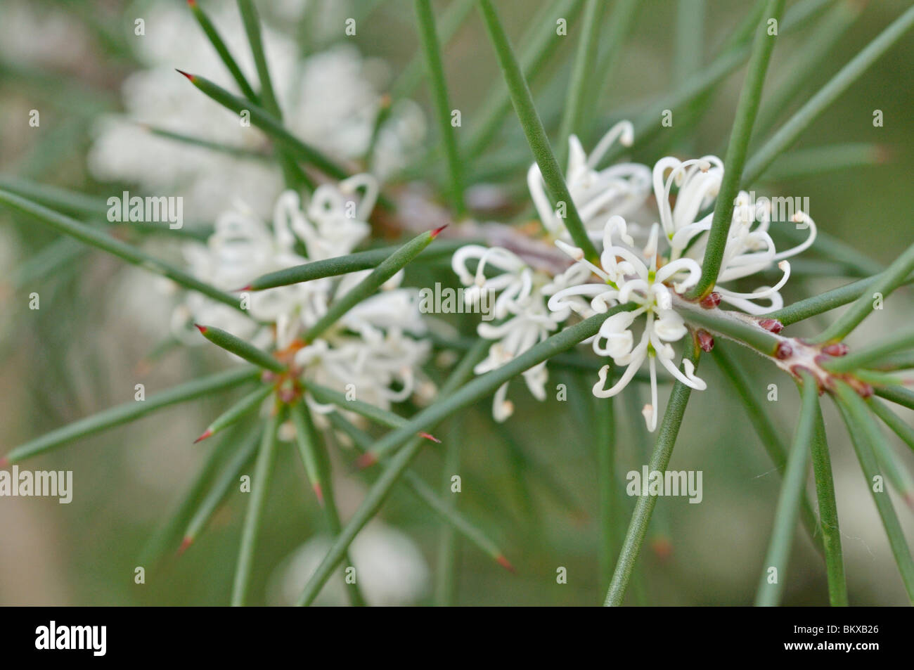 Seidig hakea (hakea sericea) Stockfoto