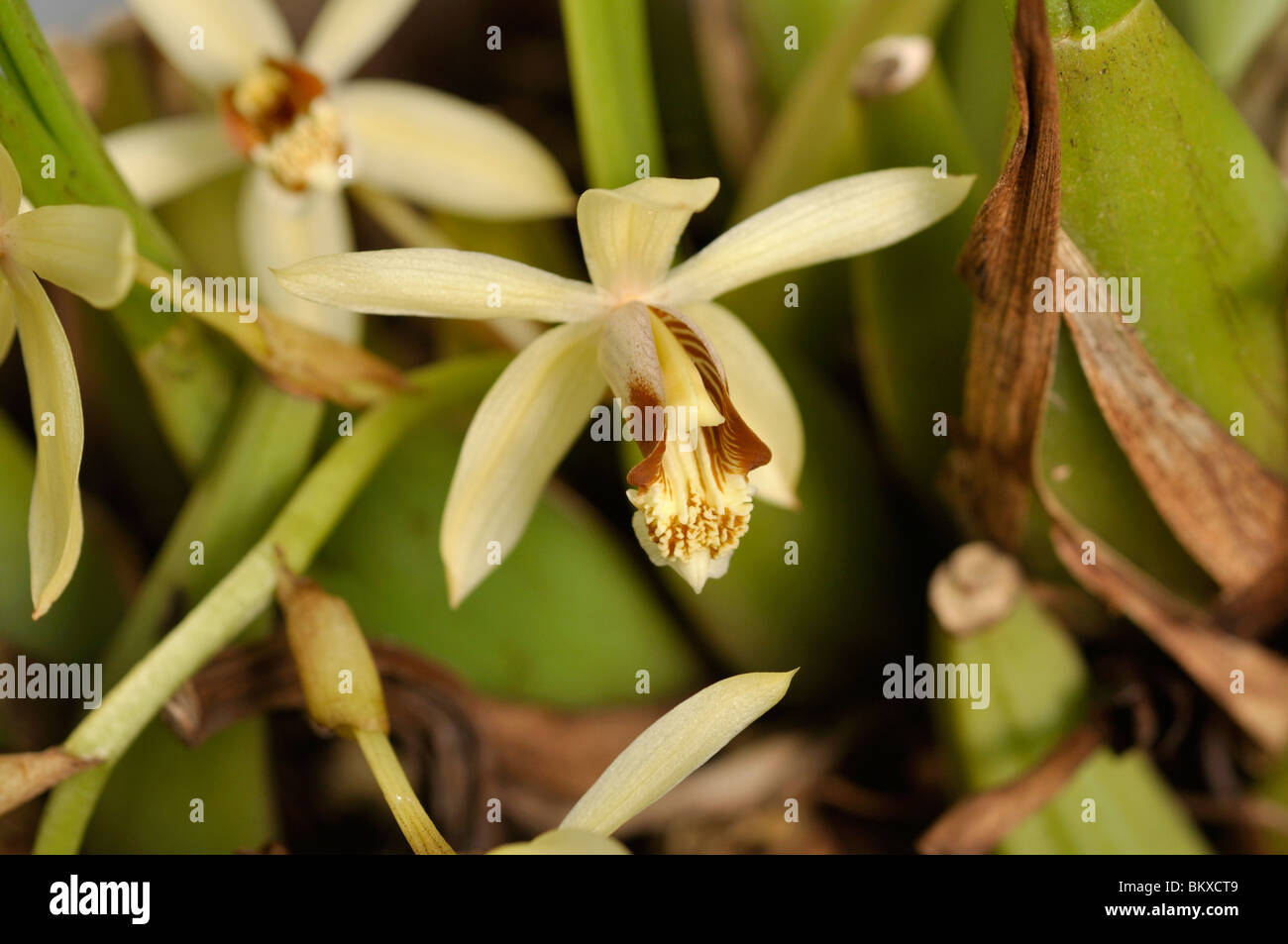 Halskette orchid (coelogyne tomentosa) Stockfoto