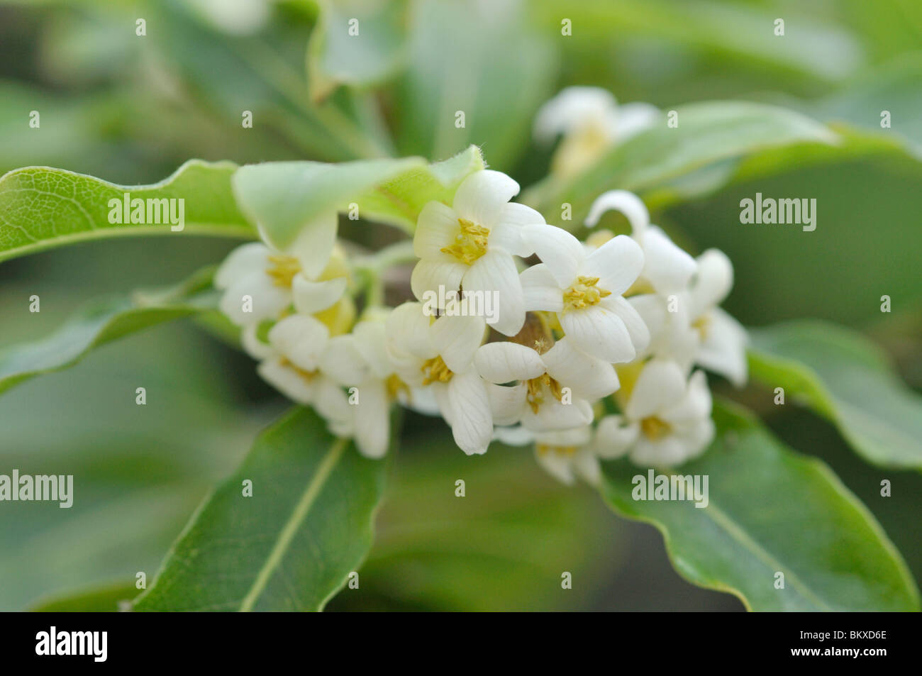 Australische chessewood (pittosporum undulatum) Stockfoto