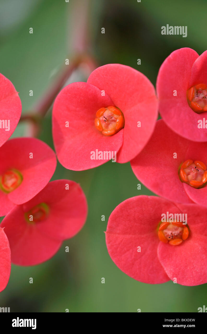 Dornenkrone (Euphorbia Milii var. Splendens) Stockfoto