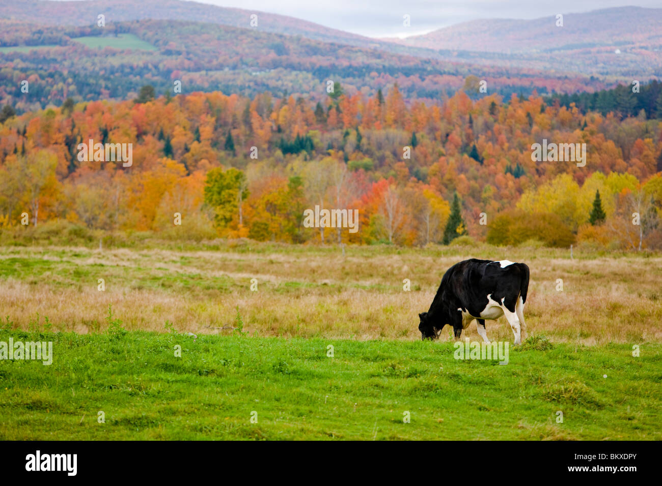 Eine Kuh Ar Mountain View Farm im Herbst in Vermont Northeast Kingdom.  Osten Burke. Stockfoto