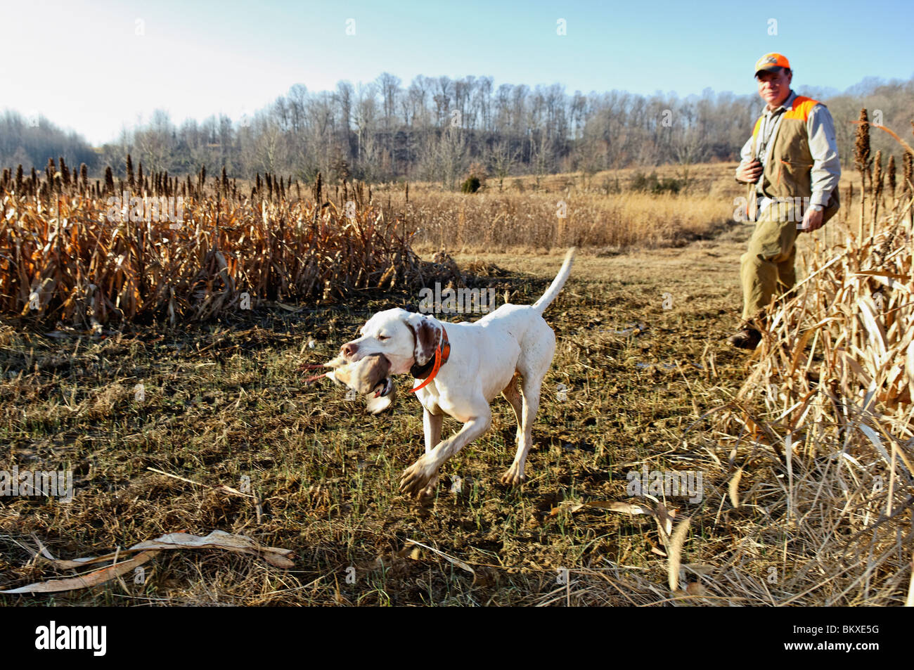 English Pointer Retrieveing ein Chucker beim Hund Trainer Uhren in Deer Creek Lodge in Webster County, Kentucky Stockfoto