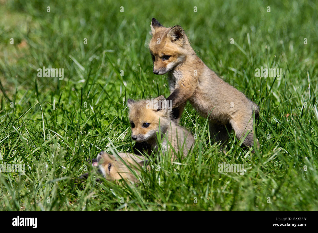 Drei Baby rote Füchse spielen zusammen in Floyd County, Indiana Stockfoto