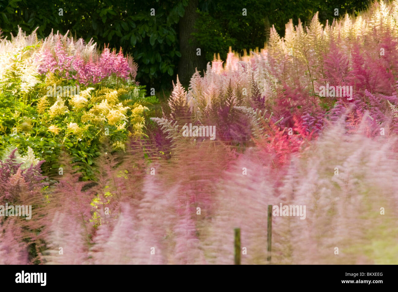 Die nationale Sammlung von Astilbes in Holehird Gärten Windermere UK Stockfoto