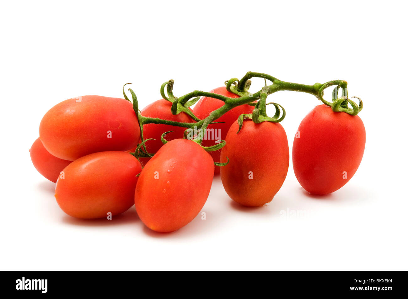 Roma Tomaten auf weißem Hintergrund Stockfoto