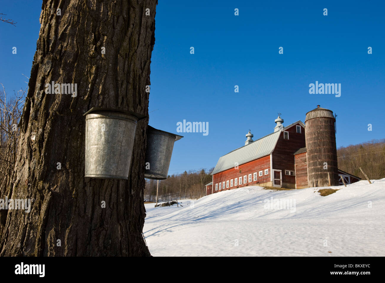 SAP-Eimer auf Ahornbäume auf einer Farm in Pomfret, Vermont. Stockfoto
