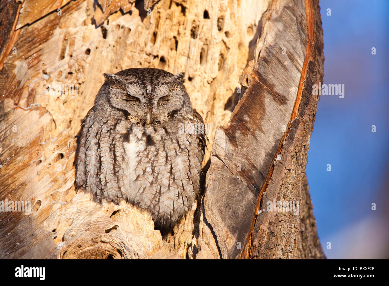 Ost-Kreischeule, Megascops Asio, in Rye, New Hampshire. Graue Phase.  Winter. Odiorne Point State Park. Stockfoto