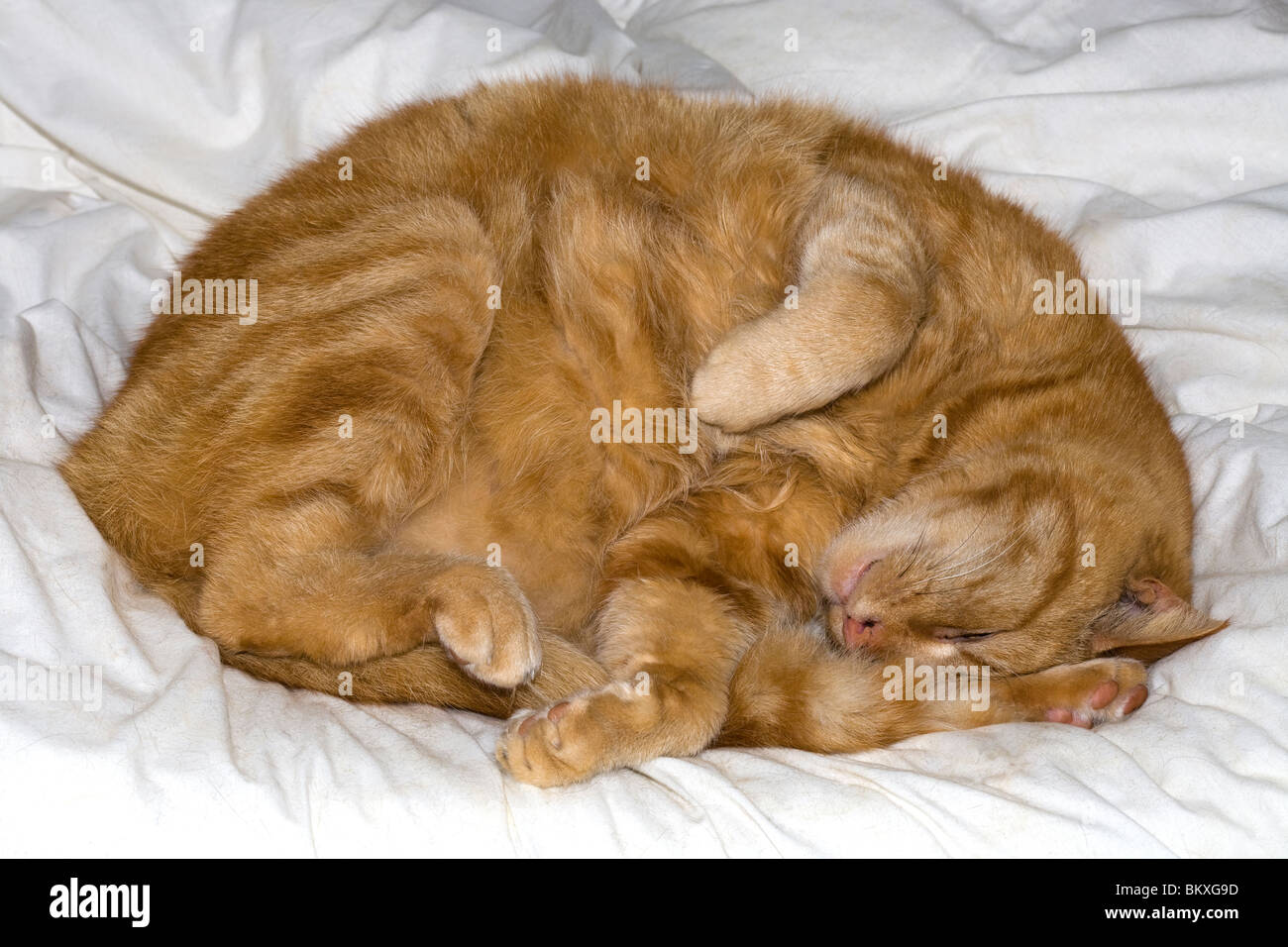 Ingwer schlafende Katze Stockfoto