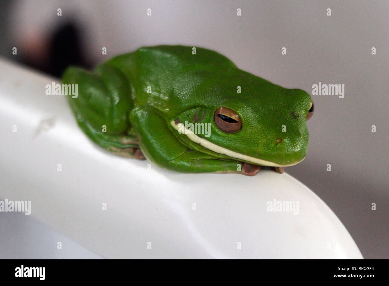 Green Frog auf einem Fluss Boot Sitz Stockfoto