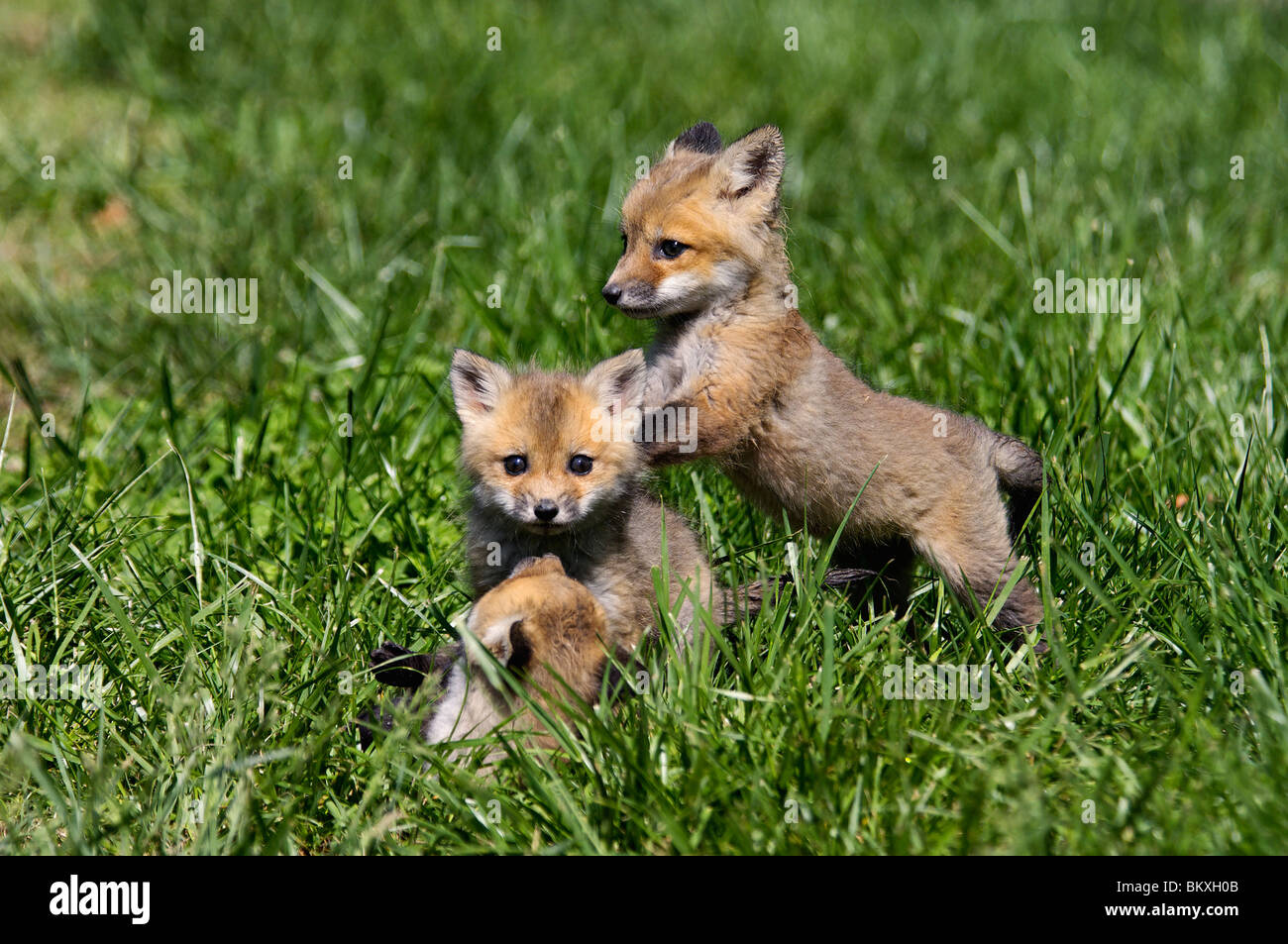 Drei Baby rote Füchse spielen zusammen in Floyd County, Indiana Stockfoto