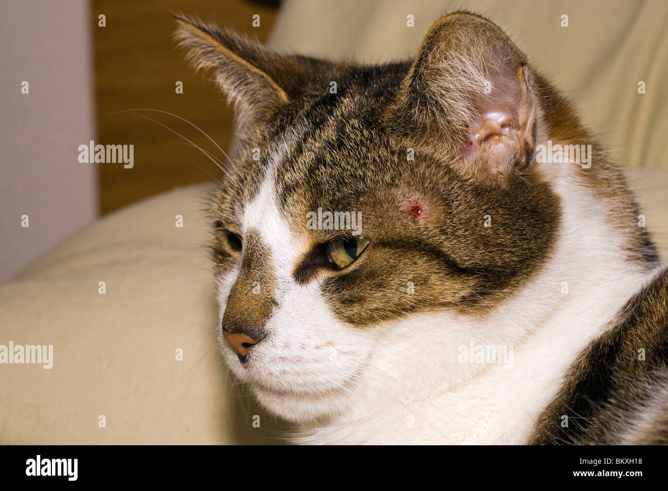 Katze mit Wunde am Kopf Stockfoto