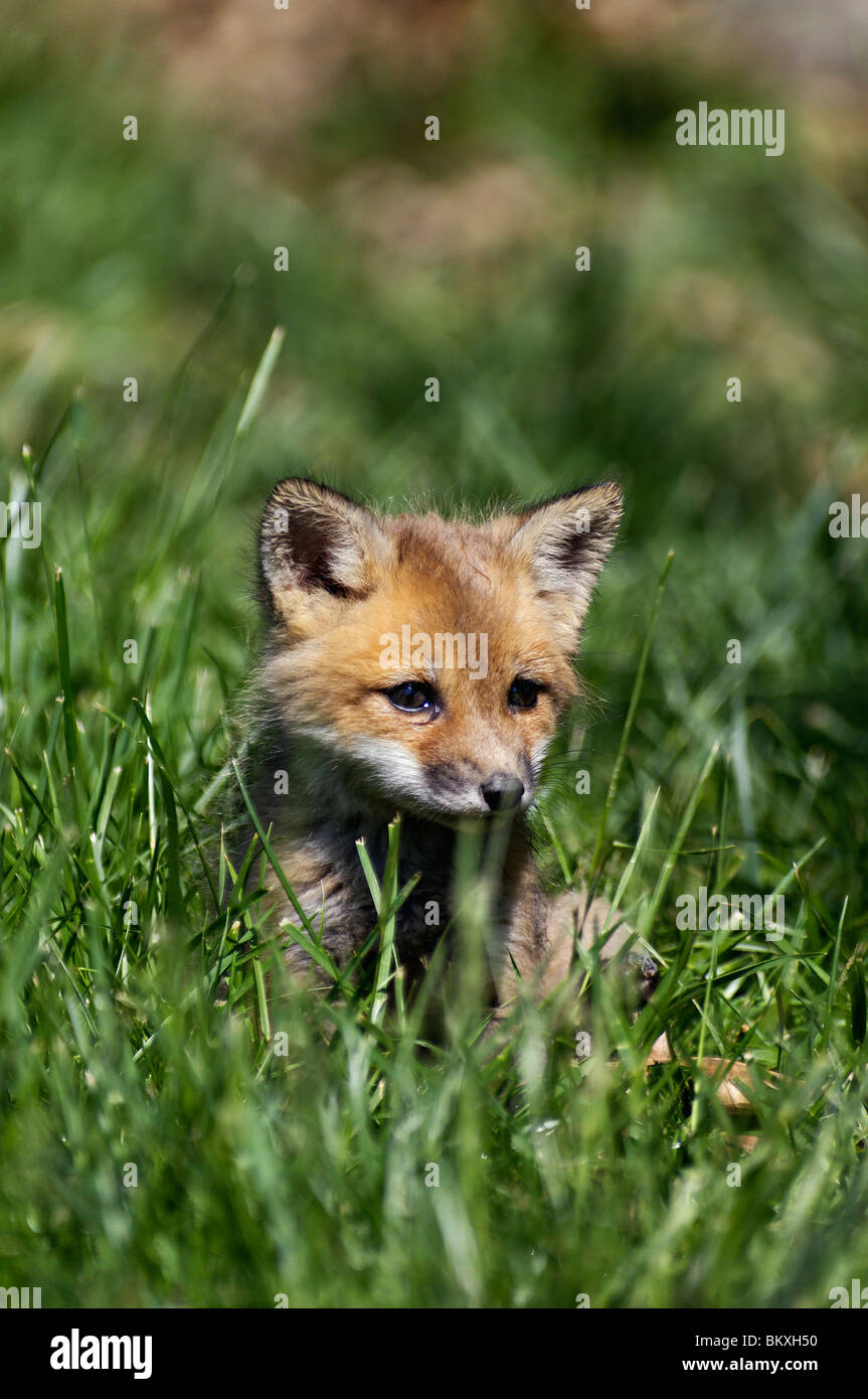 Baby-Rotfuchs ruht in den Rasen in Floyd County, Indiana Stockfoto