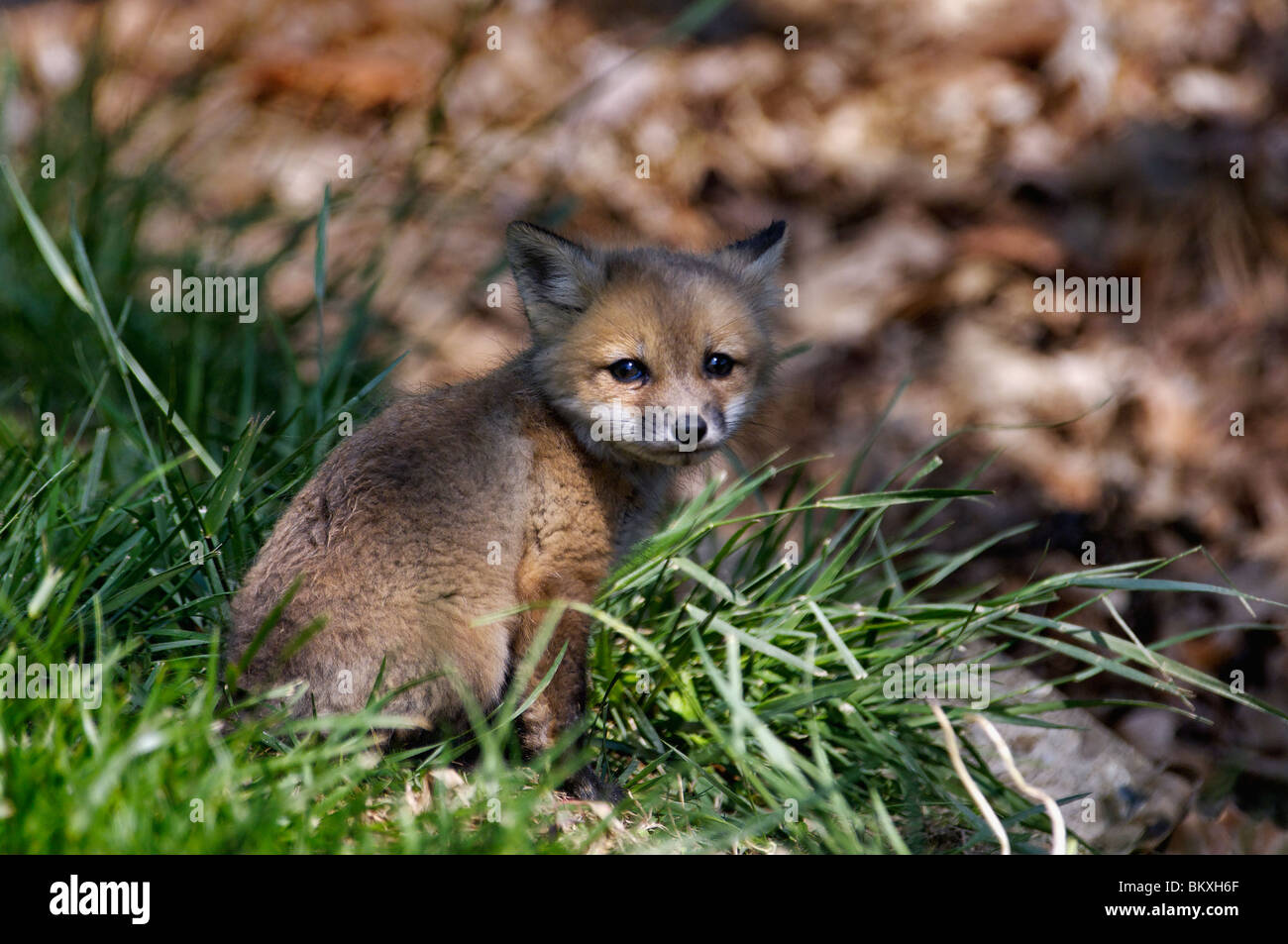 Baby rote Foxe in Floyd County, Indiana Stockfoto