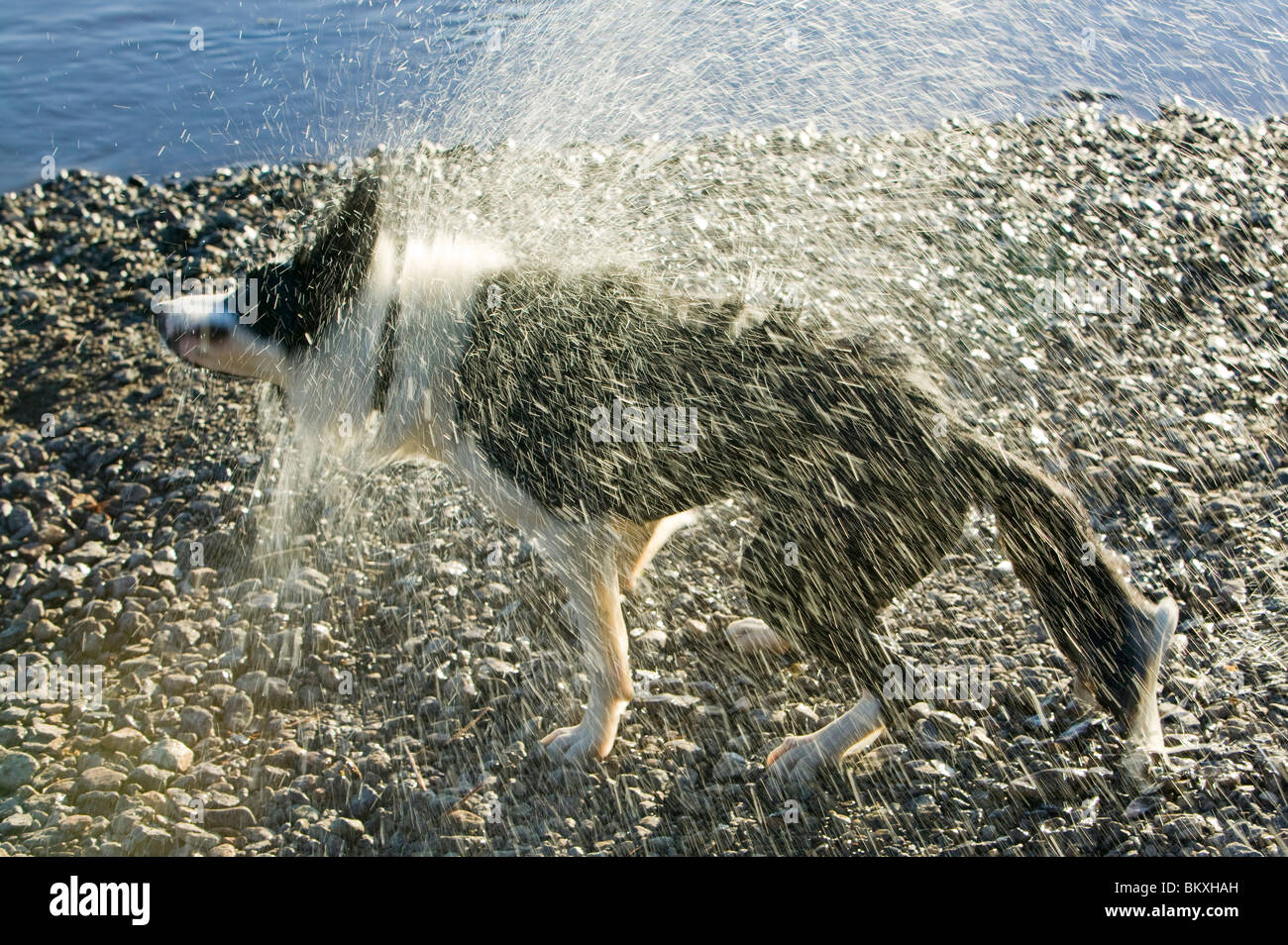 Ein Border-Collie Wasser abschütteln, nach dem Schwimmen Stockfoto