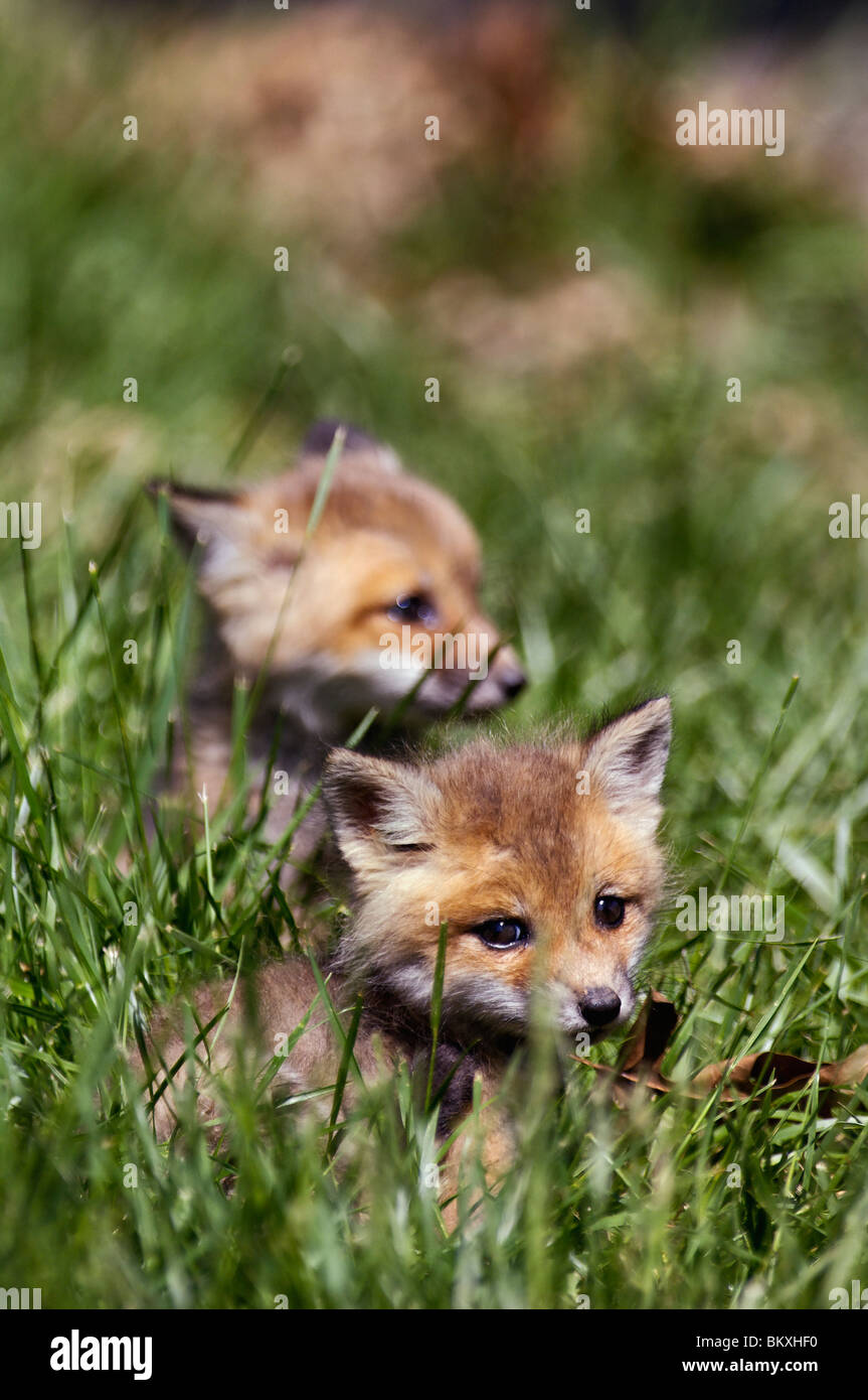 Zwei Baby rote Füchse in den Rasen in Floyd County, Indiana Stockfoto