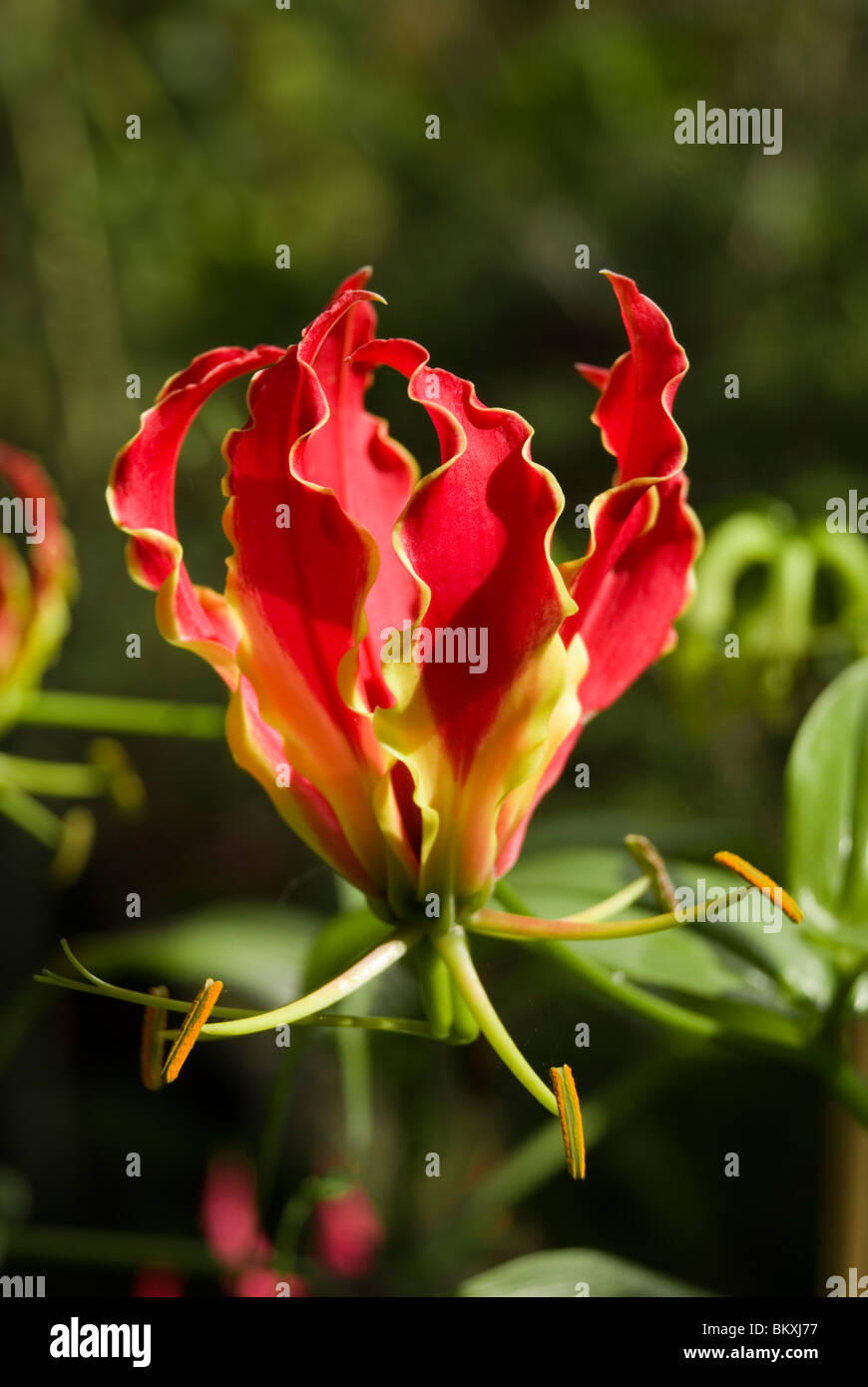 Gloriosa Superba 