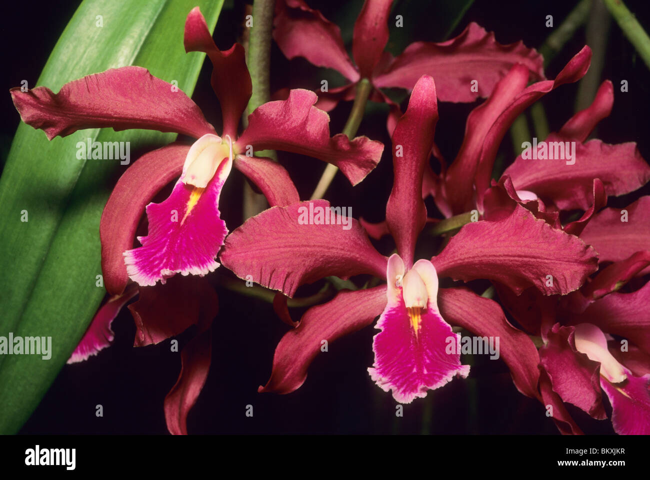 Orchidee, (Cattleya bicolor X Maxima), Costa Rica. Stockfoto