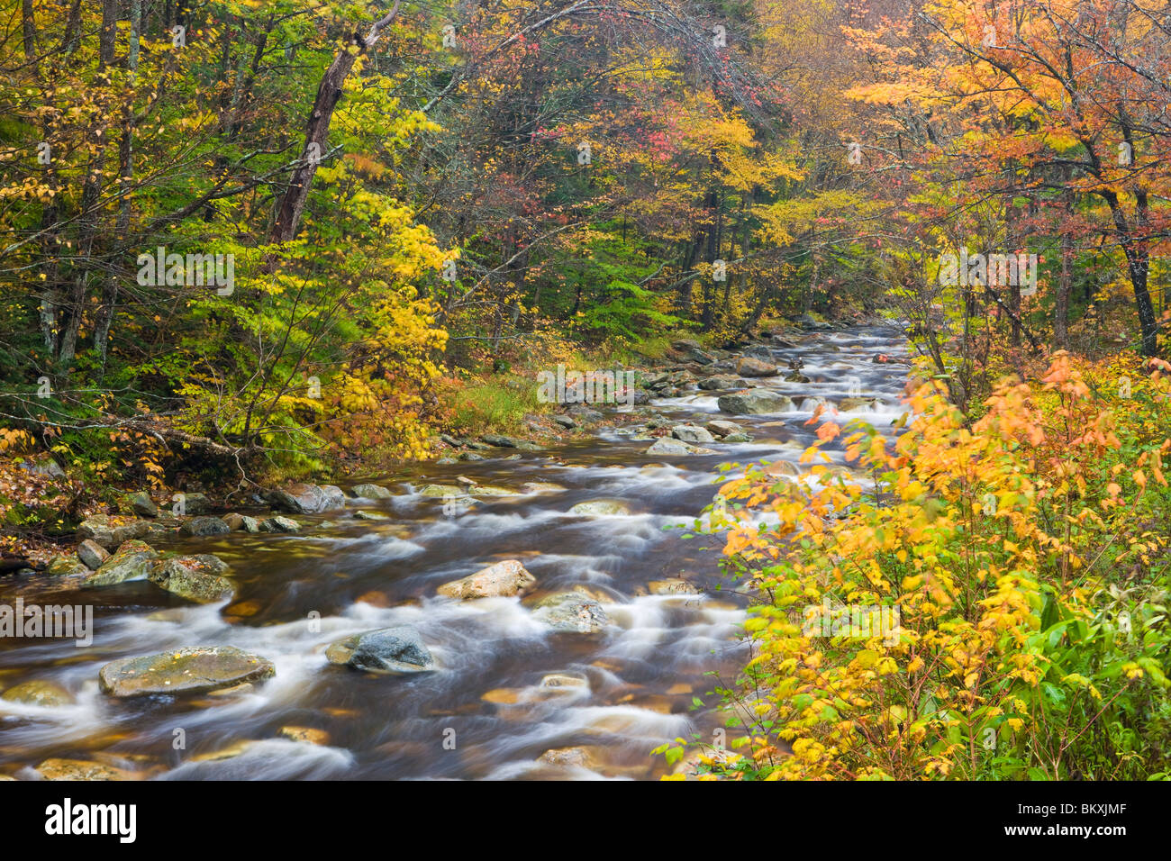 Roaring Brook im Herbst in Vermont grünen Bergen. Green Mountain National Forest, Sunderland, Vermont. Stockfoto