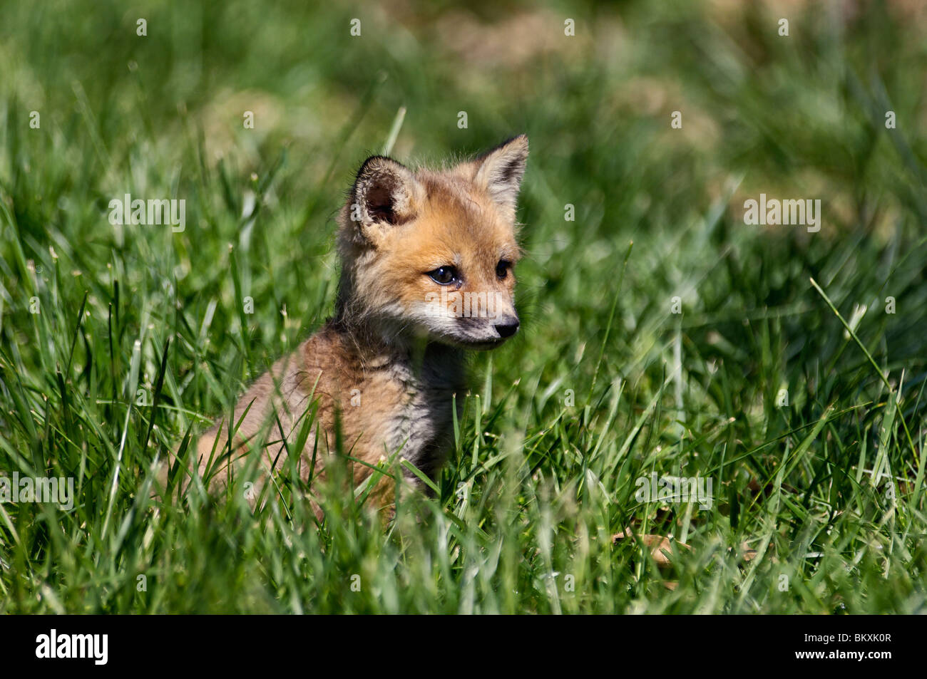 Baby Rotfuchs Stockfotos Und Bilder Kaufen Alamy