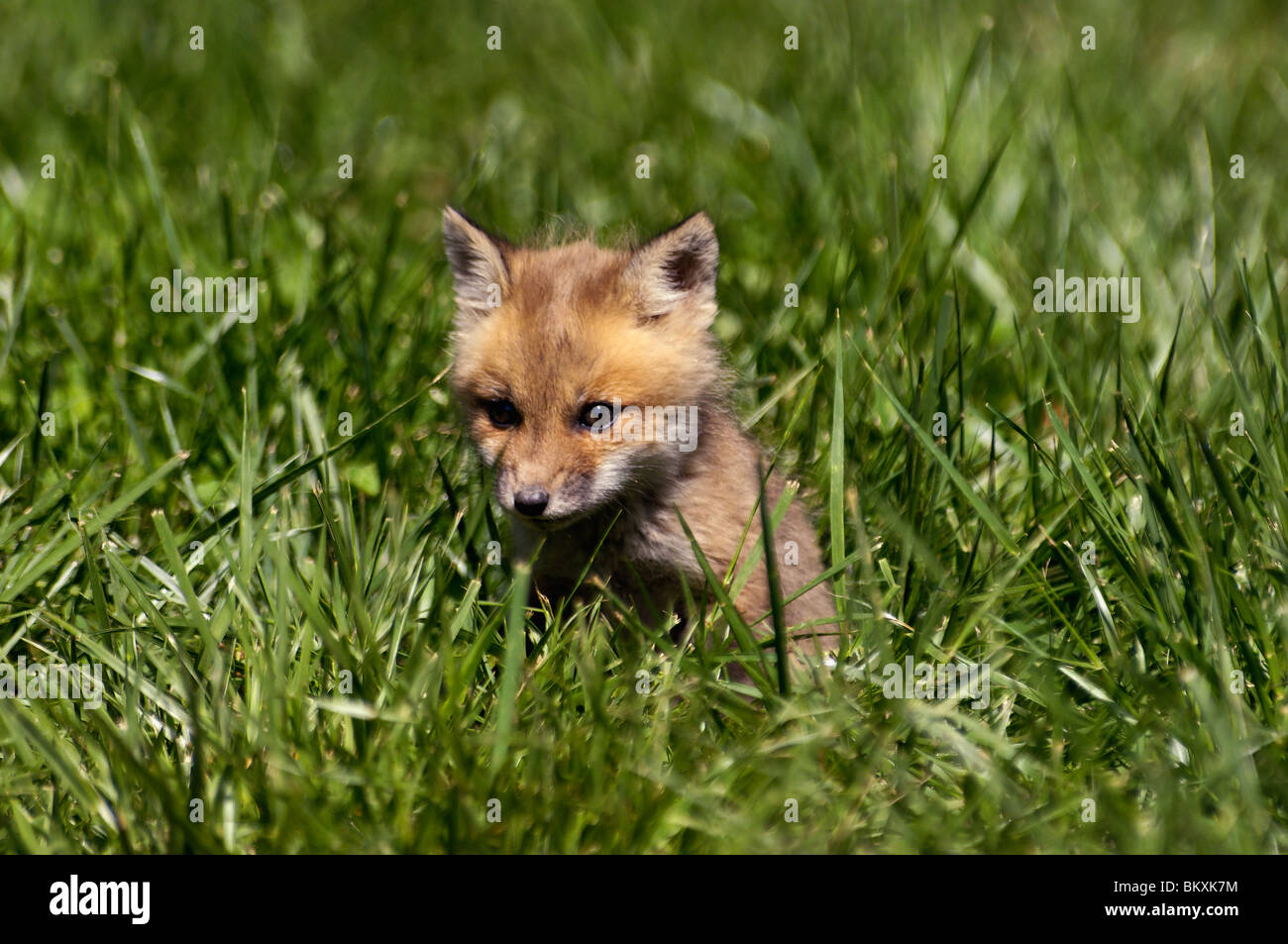 Alert Baby Red Fox in the Grass in Floyd County, Indiana Stockfoto
