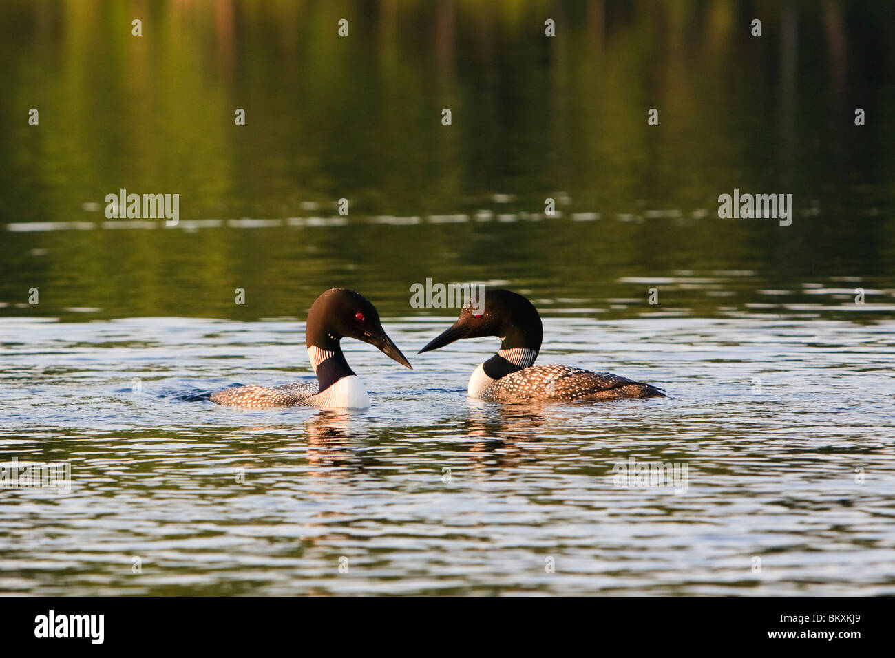 Gemeinsamen Seetaucher, Gavia Immer auf White Lake in Tamworth, New Hampshire. Stockfoto