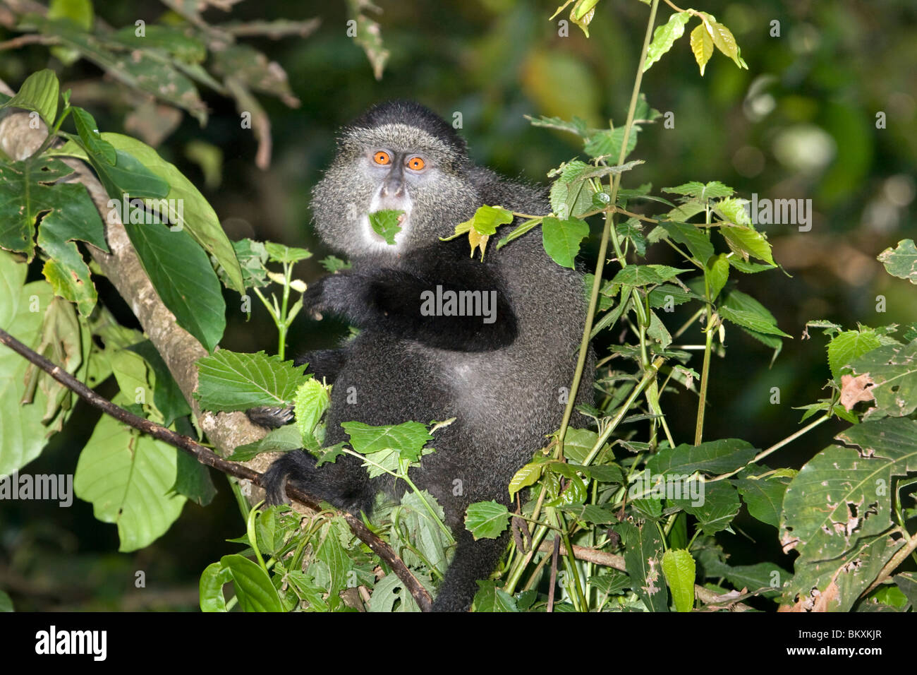 Blauer Affe (Cercopithecus mitis) beim Fressen, Kakamega Forest, Kenia. Stockfoto