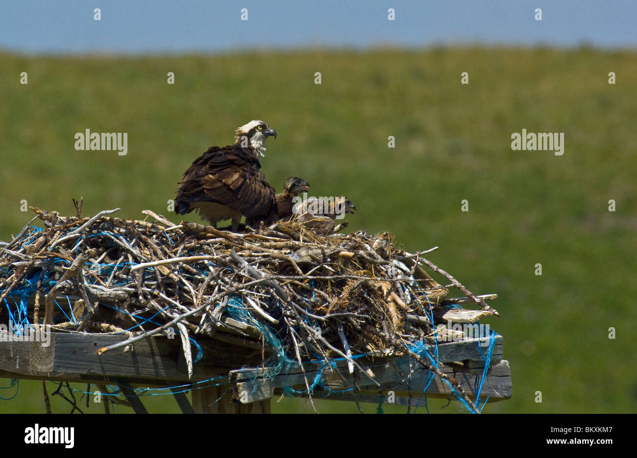 Fischadler Vogel mit zwei Küken in einem nest Stockfoto