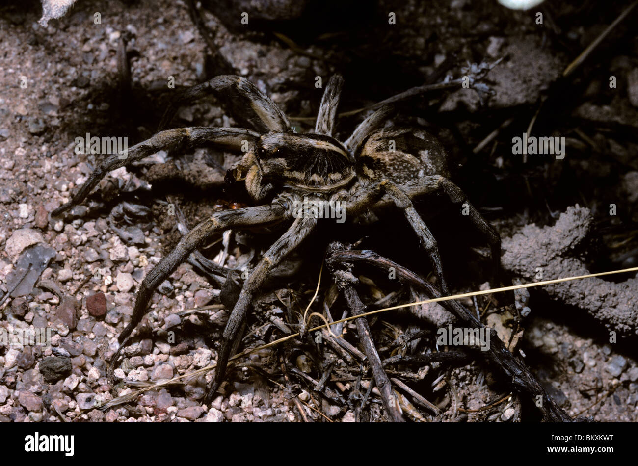 Wolfspinne (Lycosa Carolinensis: Lycosidae) weibliche Fütterung auf einen Käfer in der Nacht in der Wüste, Arizona, USA Stockfoto