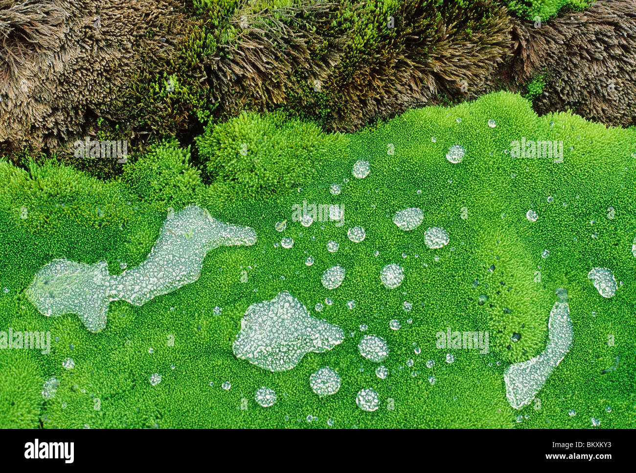 Wassertropfen auf Moos gesäumten Bach, Spätsommer, West-Island. Stockfoto