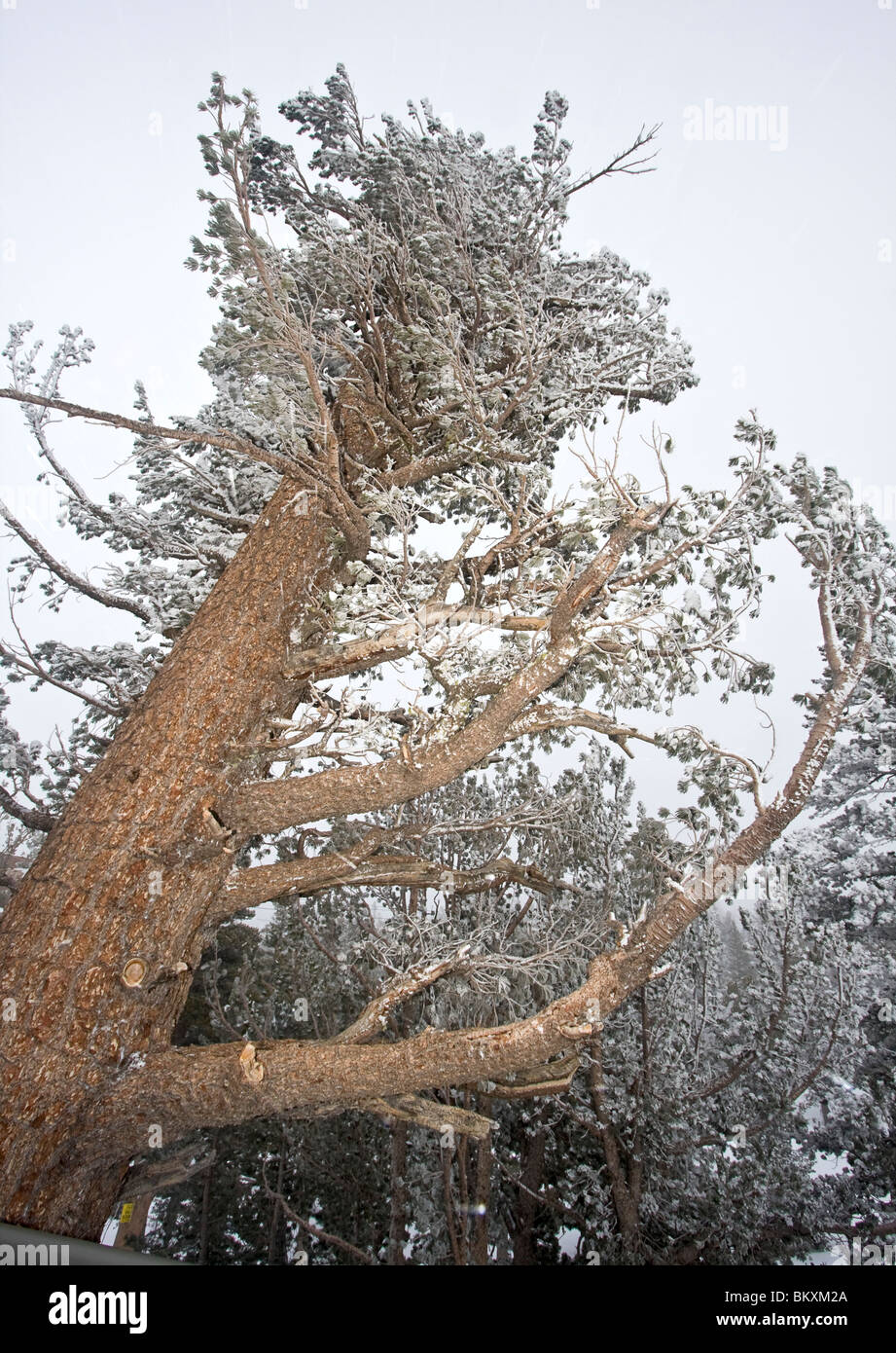 Verdreht, Snowblown Baum, während Snowsnorm auf das midstation Deck der wichtigsten Skigebiet Heavenly Gondel gesehen. Kalifornien, USA. Stockfoto