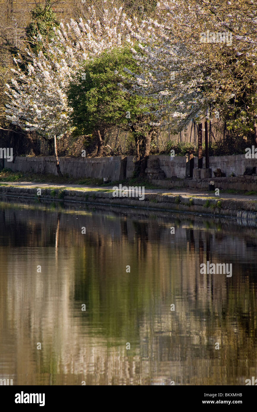 Frühling, Bäume, Blüte, ein sonniger Tag, der Fluß Lea, London, Großbritannien. Stockfoto