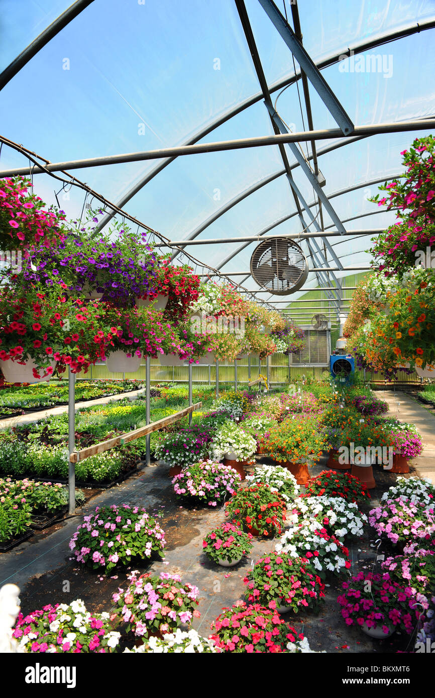 Blumen und Pflanzen im Gewächshaus Stockfoto