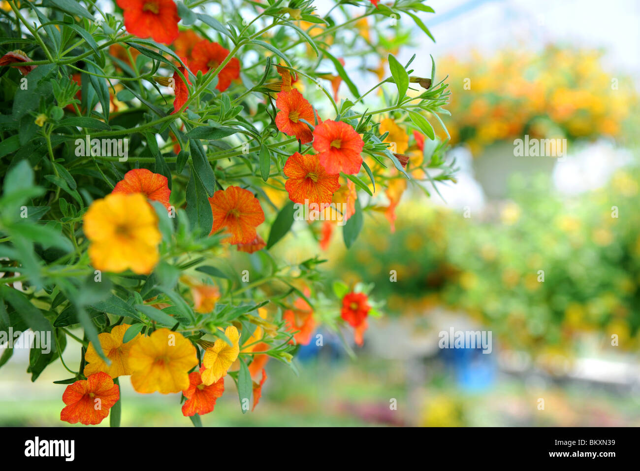 Bunte Blumen im Gewächshaus Stockfoto