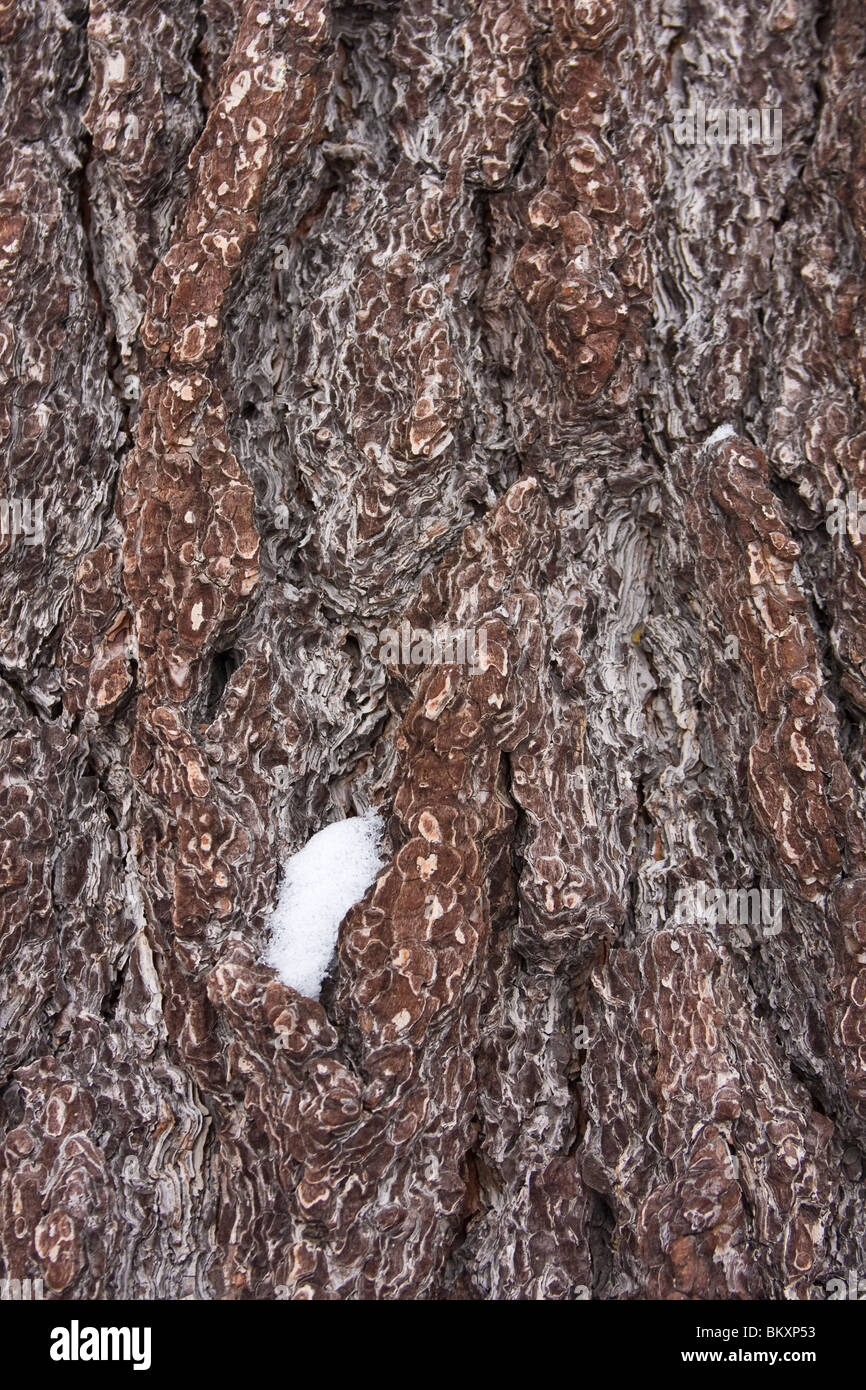 Rinde der Kiefer mit Klumpen aus Schnee im Winter. USA. Stockfoto