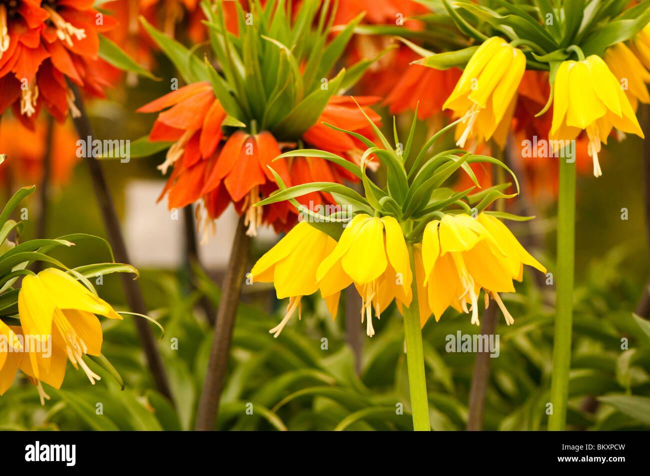 Fritillaria Imperalis Lutea in Blüte Stockfoto